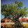 Erlebe Domaine Piquemal am 28.06.2024